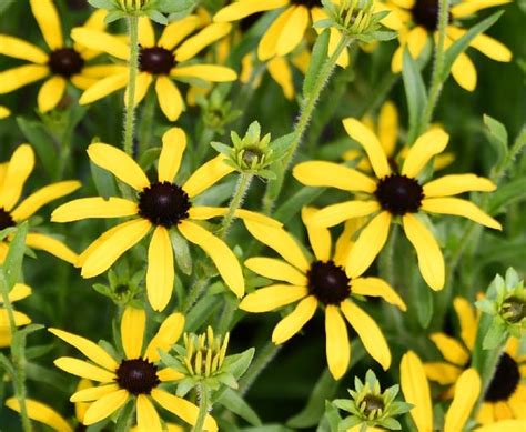 susan_sweets|rudbeckia sweet as honey.